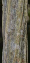 Image: P.B. Heenan © Landcare Research 2014 
